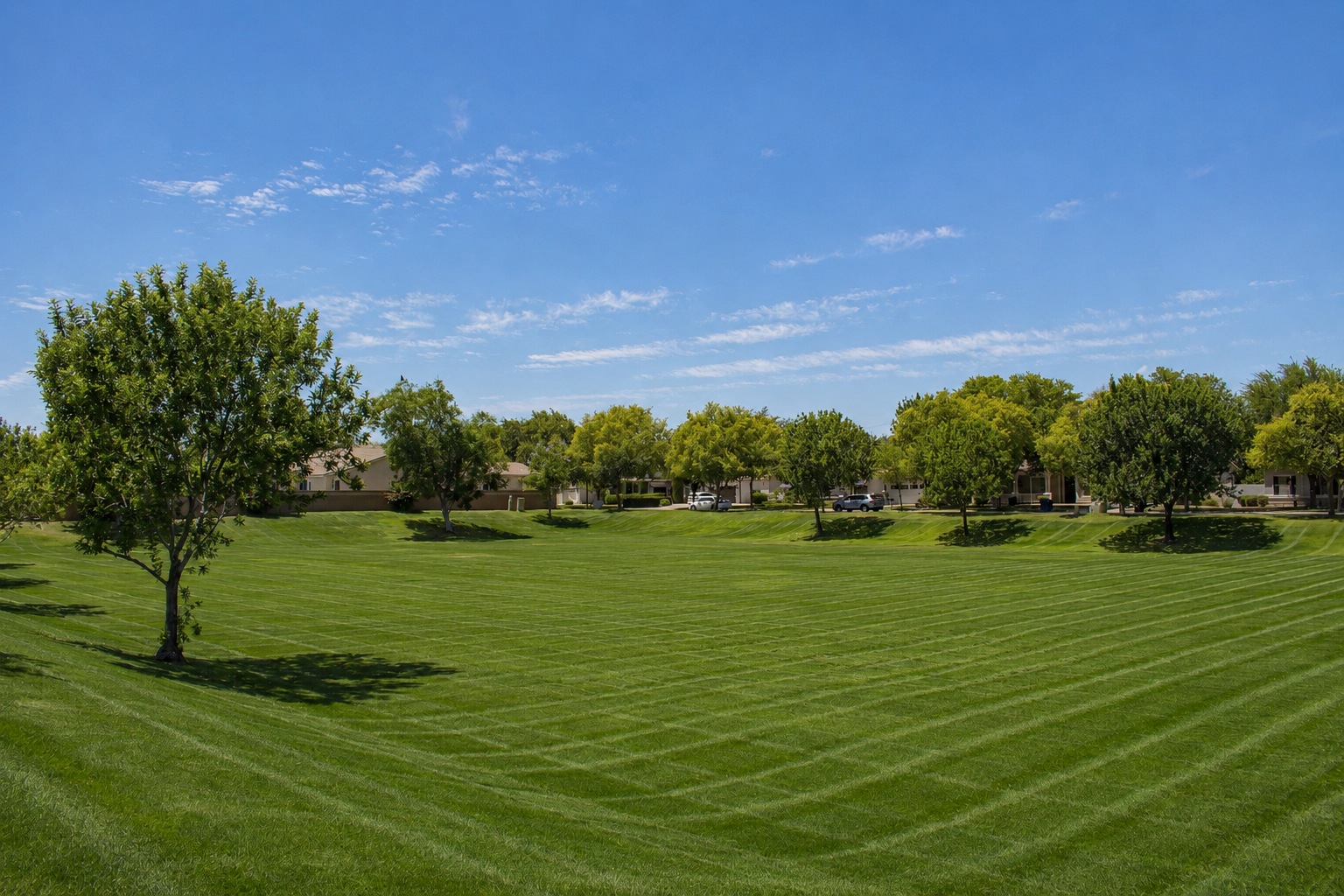 Higley Groves West